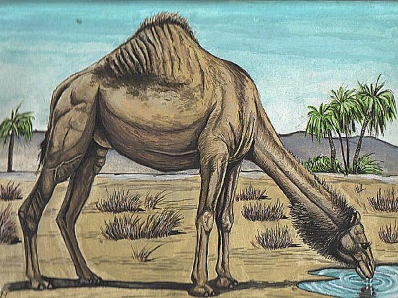 استقبل الأنصار النبي حيث كانوا يخرجون كل يوم ينتظرونه، فإذا اشتد حر الشمس رجعوا إلى منازلهم، فلما كان يوم 12 ربيع الأول خرجوا فلما حمي الشمس رجعوا، فصعد رجل من اليهود ، فرأى النبي محمد وأصحابه فقال: «يا بني قيلة! هذا صاحبكم قد جاء هذا جدكم الذي تنتظرونه» 