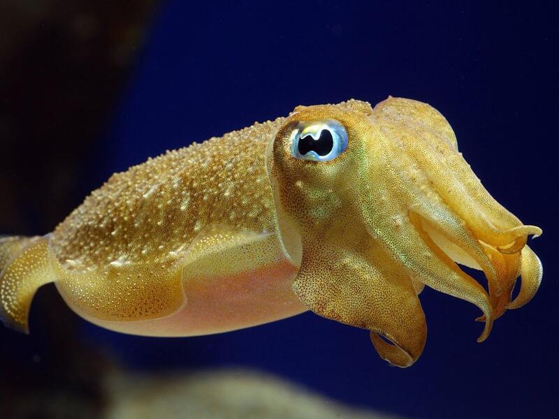 الحبار: تستطيع أنثى الحبار الهروب من اهتمام الذكور العدائية وغير المرغوب بها، عن طريق خلايا خاصة تعكس الضوء ليتبين أن لديها خصيتين وفي الحقيقة وهميتين، وتقوم الذكور بتبديل لونها لتبدو كالإناث لتسيطر عليها في مواسم التزاوج.
