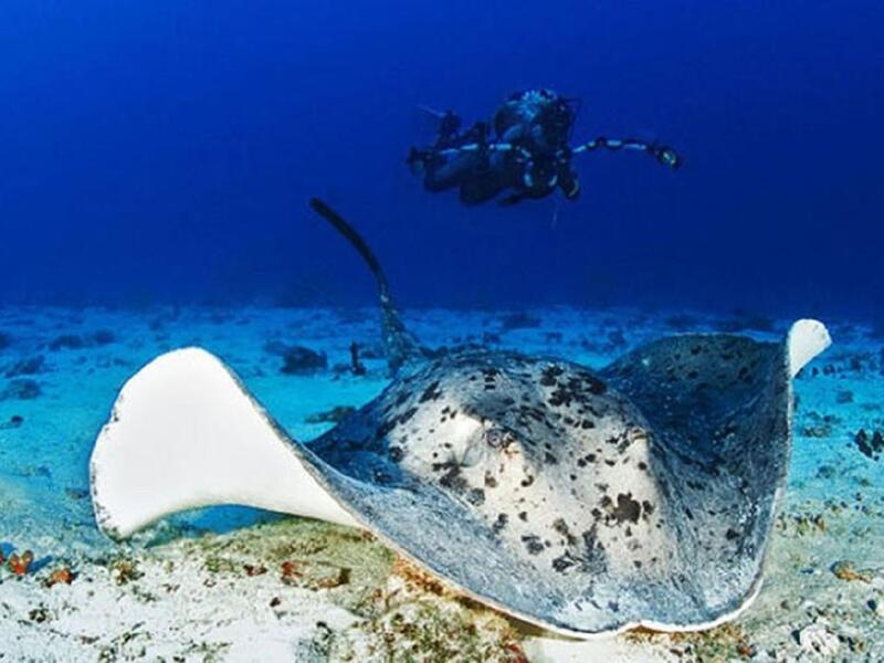 "كاربي فيتا إكسبلورر" يستكشف هذا اليخت أعماق جزر المالديف، التي عادة ما تتكاثر فيها أسماك شيطان البحر الغريبة، بالإضافة إلى رحلة عبر شواطئ كريستالية مثالية.
