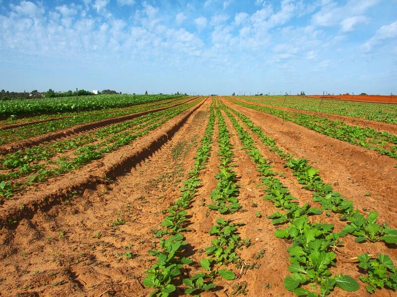 China's Purchases of US Agricultural Goods Didn't Reach Deal's Target