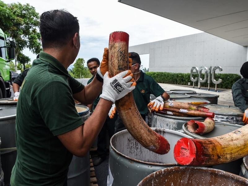 A member of a wildlife personnel team carries a seized ivory tusk before the confiscated ivory was destroyed at the Kualiti Alam Waste Management centre in Port Dickson on April 30, 2019.  Mohd RASFAN / AFP