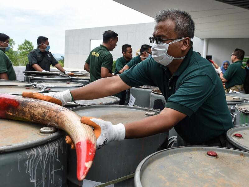 A member of a wildlife personnel team displays a seized ivory tusk before the confiscated ivory was destroyed at the Kualiti Alam Waste Management centre in Port Dickson on April 30, 2019.  Mohd RASFAN / AFP