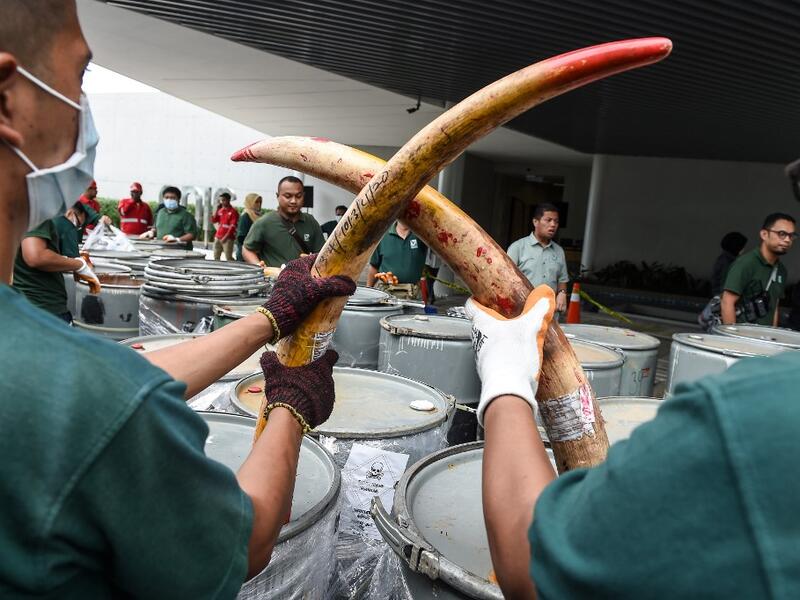 Wildlife personnel display seized ivory tusks before the confiscated ivory was destroyed at the Kualiti Alam Waste Management centre in Port Dickson on April 30, 2019.  Mohd RASFAN / AFP
