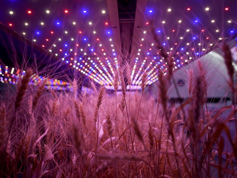 This picture shows crops at "Mars Base 1", a C-Space Project, in the Gobi desert, some 40 kilometres from Jinchang in China's northwest Gansu province on April 17, 2019. WANG ZHAO / AFP