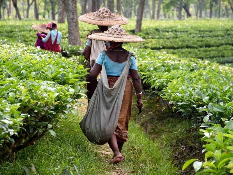 Indian labourers walk as they plucked tea leaves at a plantation in Ghandigram on the outskirts of Agartala on April 30, 2019, on the eve of International Labour Day celebrated on May 1.  STR / AFP