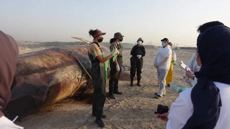 The Environment And Protected Areas Authority In Sharjah Participates In A Bryde's Whale Necropsy In Cooperation With Zayed University