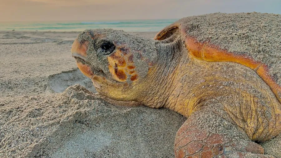 World Sea Turtle Day, A Timely Reminder That Oman’s Sea Turtles Need Saving