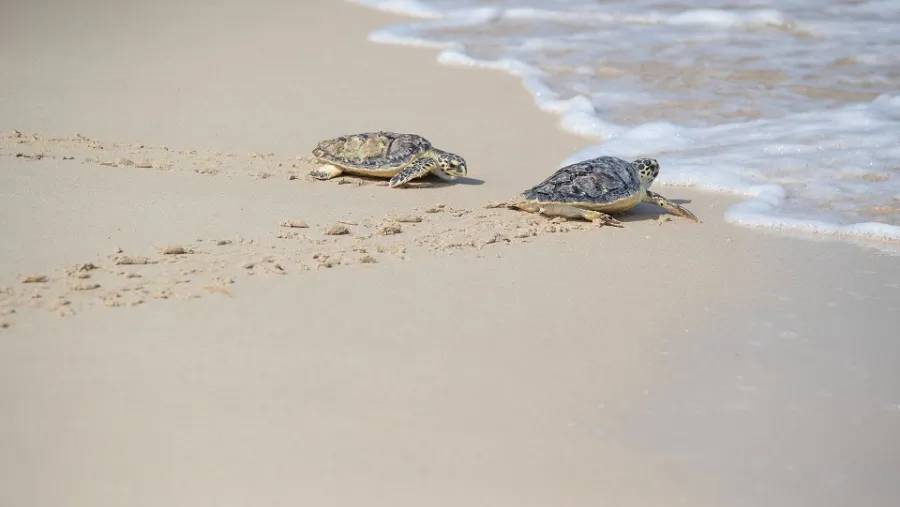 Jumeirah Group Celebrates Conservation Efforts, Releasing 30 Rehabilitated Sea Turtles Into The Arabian Gulf On World Sea Turtle Day
