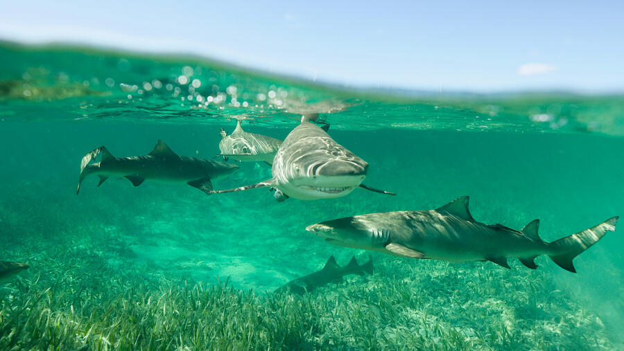 National Geographic Announces Largest Shark! Event Yet Kicking off Monday July 19th on National Geographic Wild