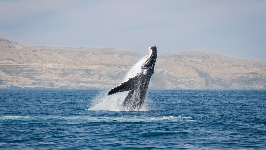 Launch Of Unique Atlas On The Sultanate’s Whales And Dolphins