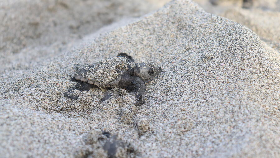 Environment Society of Oman Project Combats Light Pollution for Turtles on Masirah Island