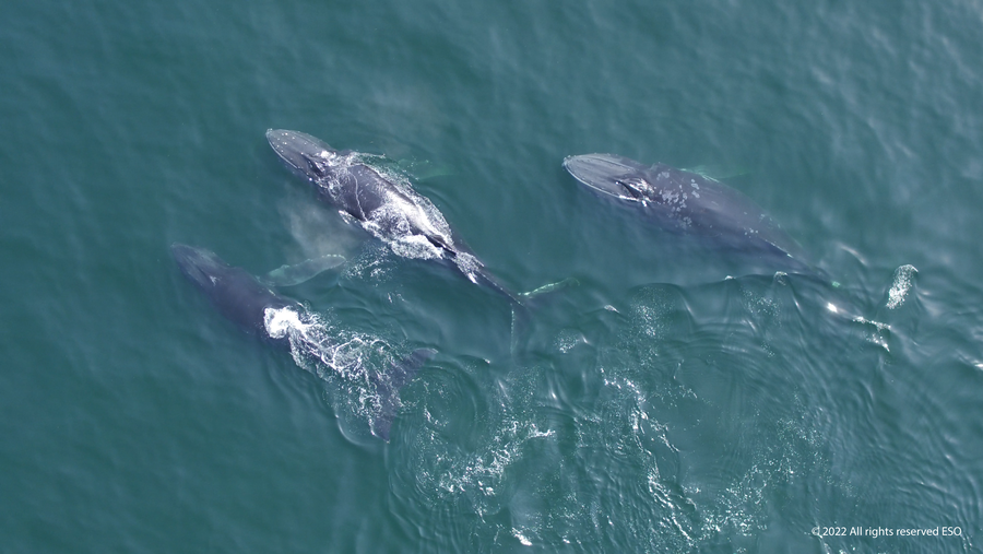 Environment Society Of Oman Renews Commitment To Protecting The Arabian Sea Humpback Whale 
