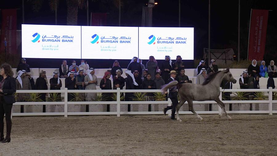 Burgan Bank Sponsors the Kuwait International Arabian Horse Championship 2022
