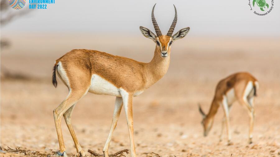 Only One Oman: Environment Society Of Oman Reminds Us Of Importance Of Supporting Conservation Efforts