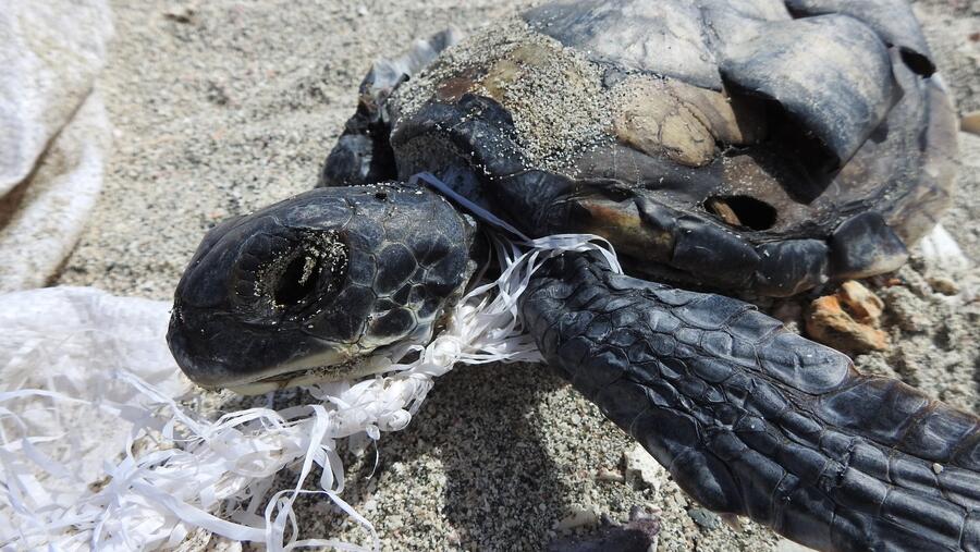Environment Society Of Oman Protect Nesting Turtles In Masirah Island From Ghost Fishing