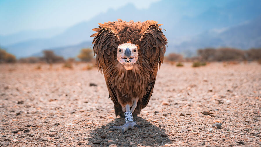 Oman takes important steps to progress the conservation of endangered vulture species in Oman 