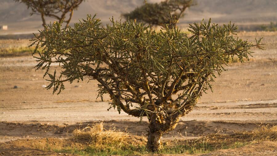 Environment Society of Oman marks Oman Tree Day with a publication celebrating Frankincense
