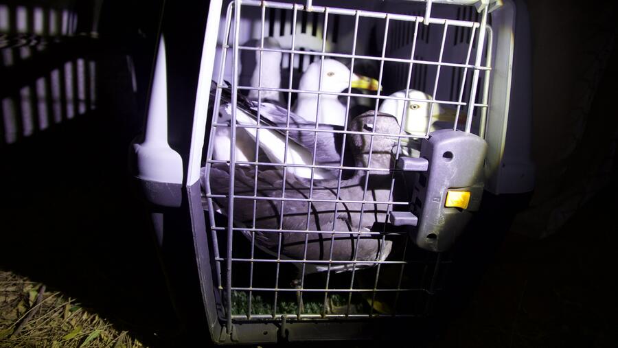 EPAA confiscates 755 birds sound devices and 10 migratory birds and issues 4 violations
