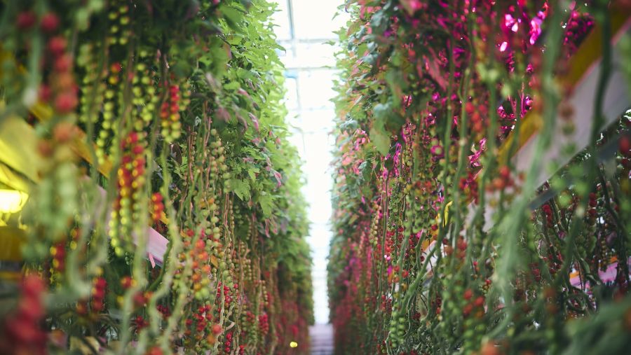 Toyota Cultivates Strawberries and Cherry Tomatoes