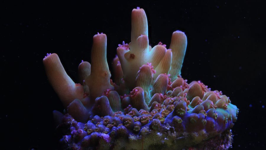 كانون تتعاون مع مختبر Coral Spawning Lab لدعم جهود استعادة الشعاب المرجانية العالمية