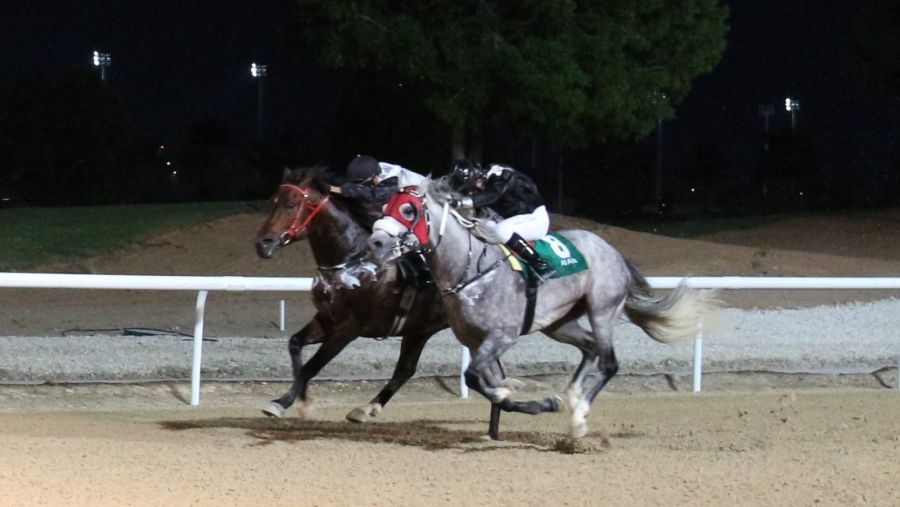 "المسعود للسيارات" ترعى "مهرجان سباقات سمو الشيخ منصور بن زايد آل نهيان" للعام 2024