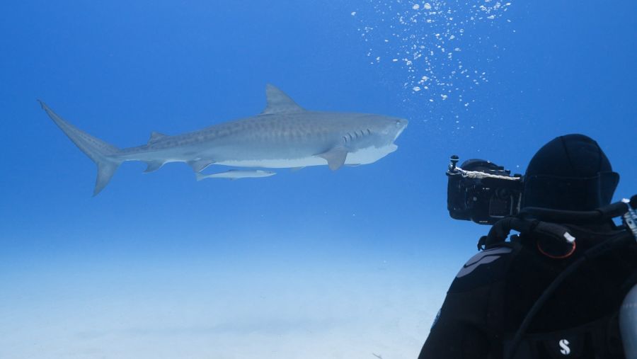 Conservationists are protecting the ocean with help from an unusual partner