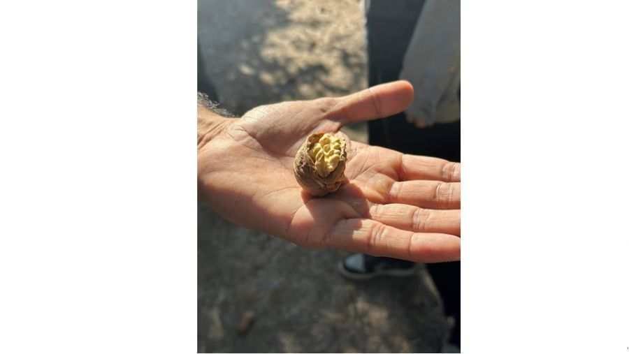 California Walnut Crop Mid-Harvest Update