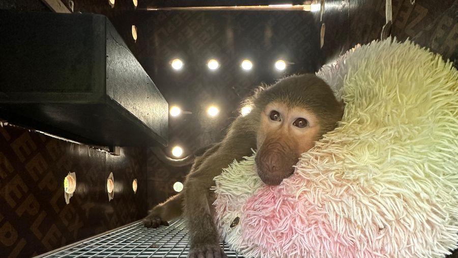 DHL Express Returns Two Rescued Baboons to Their Natural Habitat in Djibouti