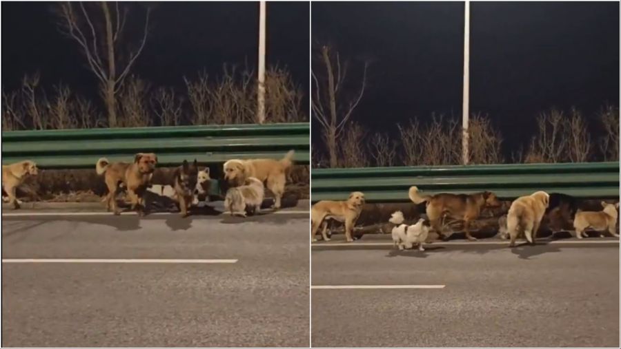 Seven dogs escape meat truck in China