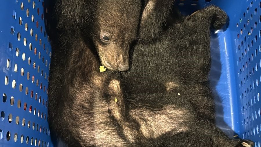 Dubai Customs intercepts rare wildlife smuggling attempt under CITES rules