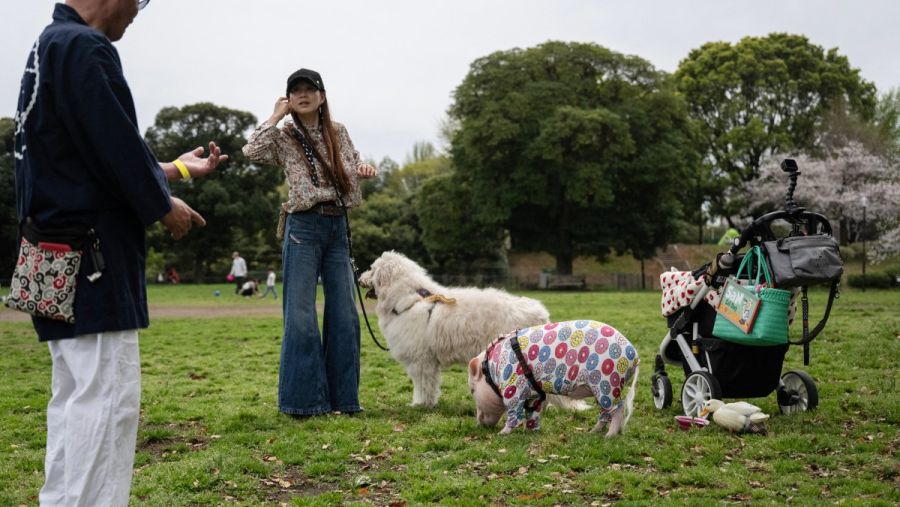 Woman walking her pet dog, pig, and duck in Japan