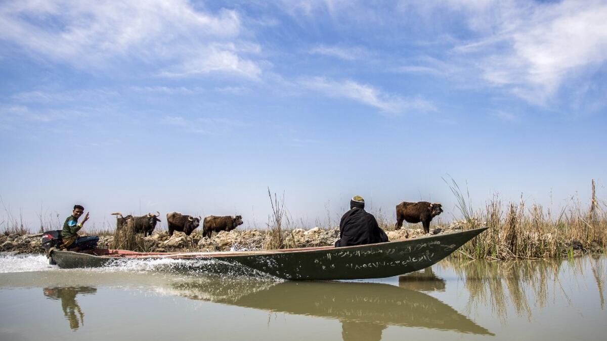 Iraqi marsh-dwellers navigate their canoes in the marshes of the southern district of Chibayish in Dhi Qar province, about 120 kilometres northwest of the southern city of Basra, on March 29, 2019. Hussein FALEH / AFP