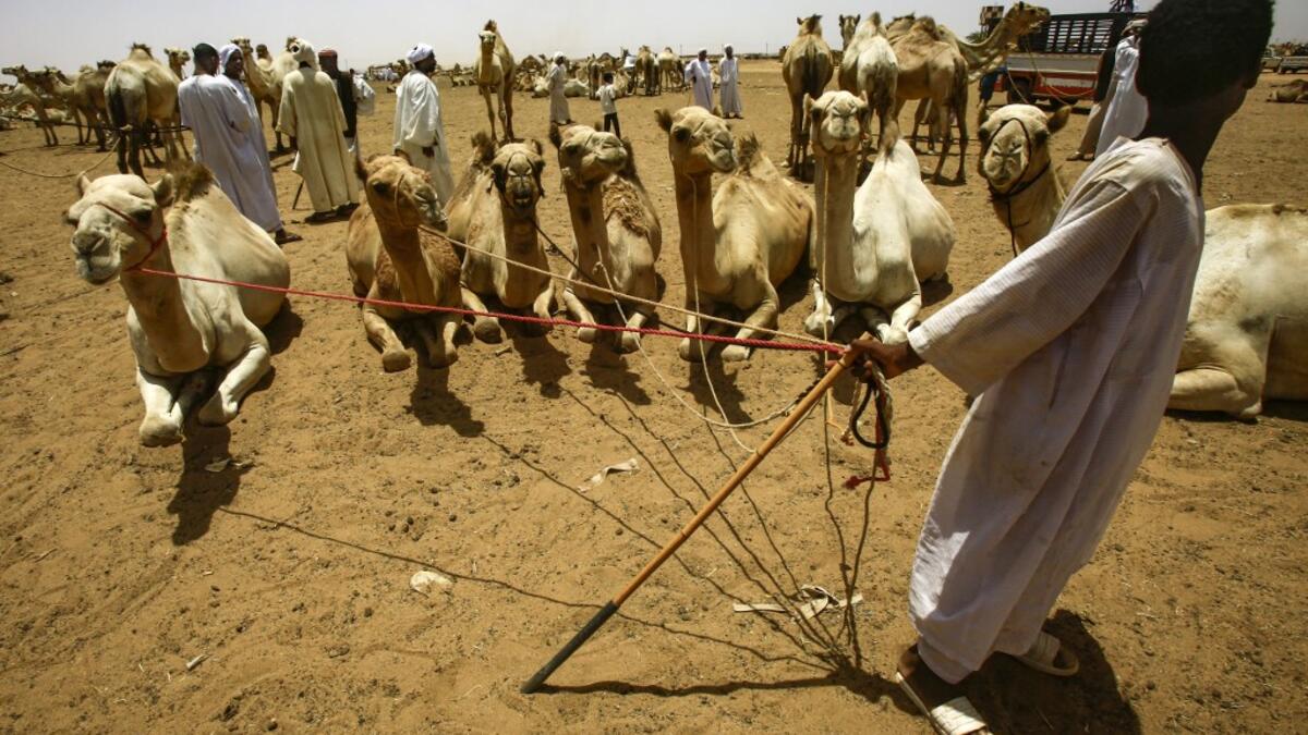 A herder hold ropes tied to several camels at El-Molih camel market west of the Sudanese capital's twin city of Omdurman  ASHRAF SHAZLY / AFP