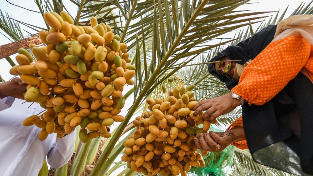 The Liwa Date Festival aims to preserve Emirati heritage, specifically palm trees and half-ripe dates, knows as "ratab", which are deep-rooted in the Gulf country's traditions. Karim SAHIB / AFP