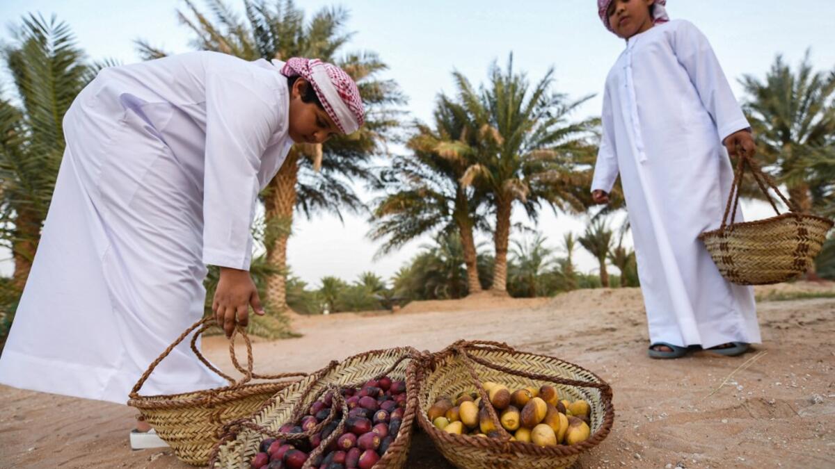 The Liwa Date Festival aims to preserve Emirati heritage, specifically palm trees and half-ripe dates, knows as "ratab", which are deep-rooted in the Gulf country's traditions. Karim SAHIB / AFP