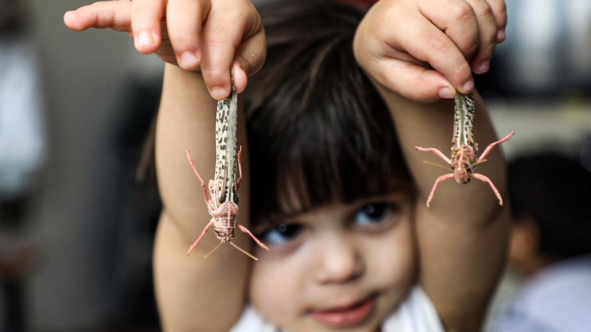 A boy holds desert locusts caught while swarming the sky over the Huthi rebel-held Yemeni capital Sanaa on July 28, 2019.  Mohammed HUWAIS / AFP