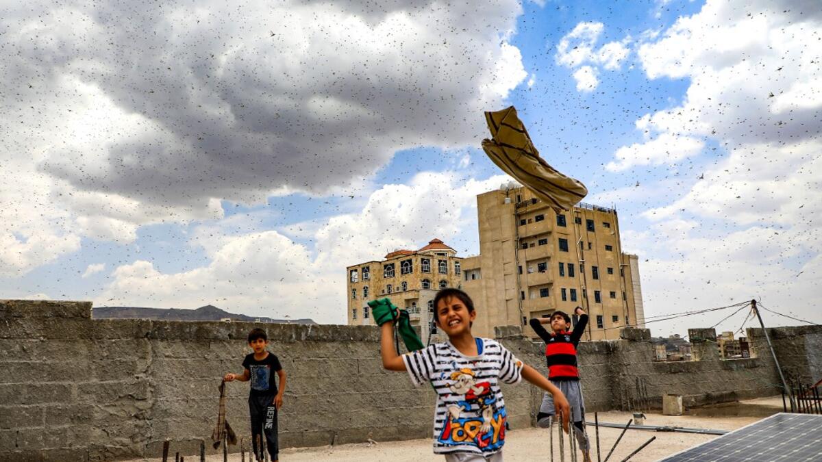 Children try to catch locusts while standing on a rooftop as they swarm over the Huthi rebel-held Yemeni capital Sanaa on July 28, 2019.  Mohammed HUWAIS / AFP