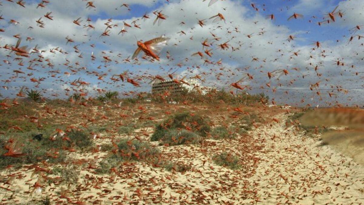 Locusts swarm the sky over the Huthi rebel-held Yemeni capital Sanaa (Twitter)