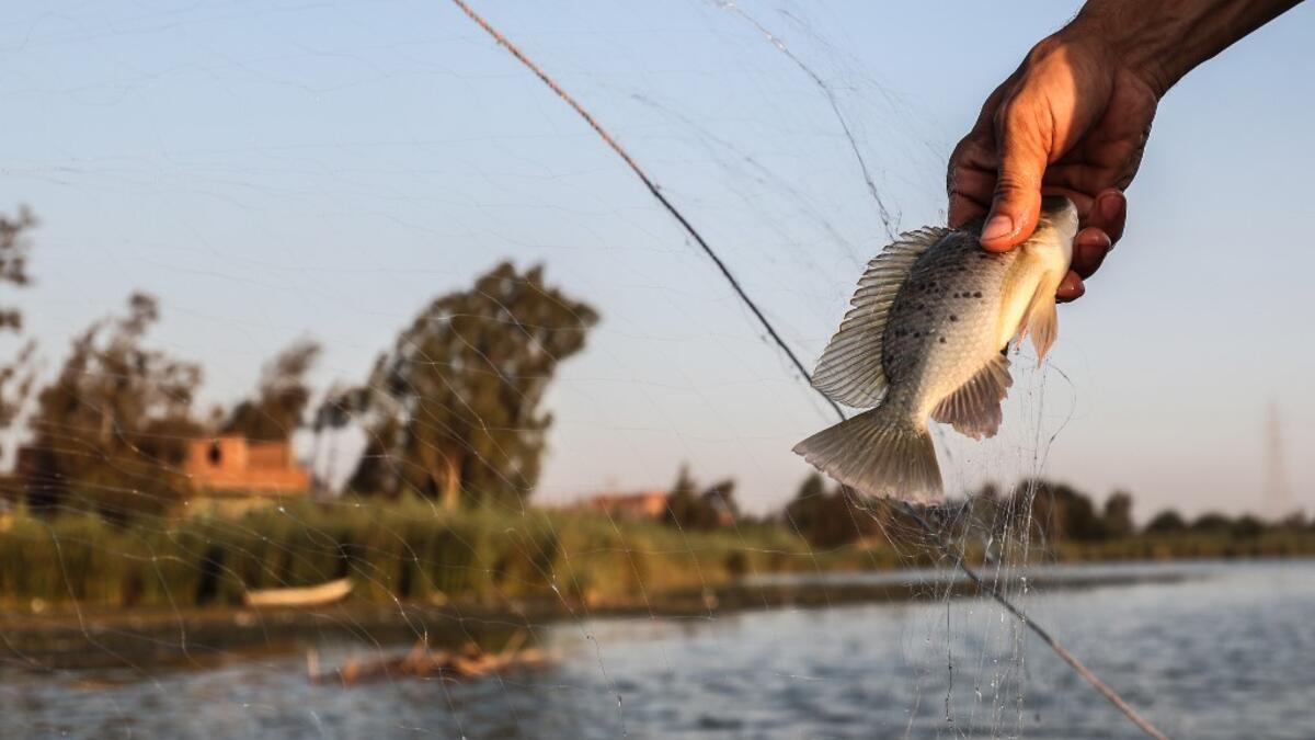 An Egyptian Fisherman holds a fish after catching it in the waters of the Pharaonic Sea in the village of Kafr Fisha, province of Monufia, on August 13, 2019. Mohamed el-Shahed / AFP