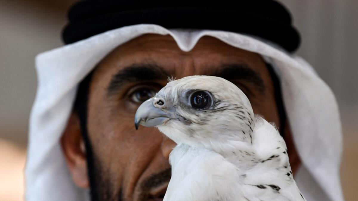 A man looks at a perched falcon on display at the Abu Dhabi International Hunting and Equestrian Exhibition (ADIHEX) in the UAE capital on August 31, 2019.  KARIM SAHIB / AFP