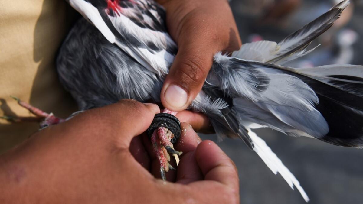 In this photograph taken on February 3, 2019, a keeper puts a plastic ring on the feet of his pigeon on the roof of his house in the old quarters of New Delhi. Pigeon flying, locally known as Kabootar Bazi, is a popular hobby among people living in the old quarters of the capital city. Sajjad HUSSAIN / AFP