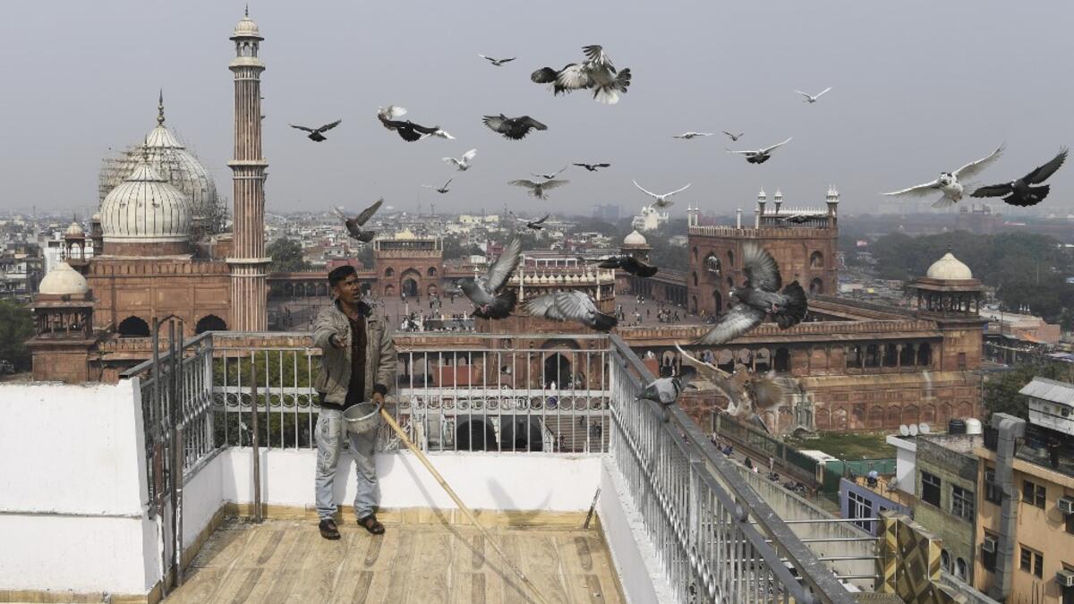 In this photograph taken on January 30, 2019, a keeper tends his pigeons on the roof of his house in the old quarters of New Delhi. Pigeon flying, locally known as Kabootar Bazi, is a popular hobby among people living in the old quarters of the capital city. Sajjad HUSSAIN / AFP