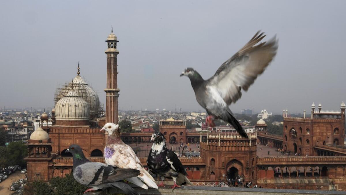 In this photograph taken on February 3, 2019, pigeons rest on the roof of their keeper's house in the old quarters of New Delhi. Pigeon flying, locally known as Kabootar Bazi, is a popular hobby among people living in the old quarters of the capital city. Sajjad HUSSAIN / AFP