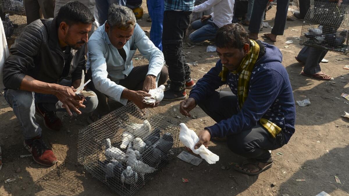 In this photograph taken on December 2, 2018, customers check pigeons at a market in the old quarters of New Delhi. Pigeon flying, locally known as Kabootar Bazi, is a popular hobby among people living in the old quarters of the capital city. Sajjad HUSSAIN / AFP