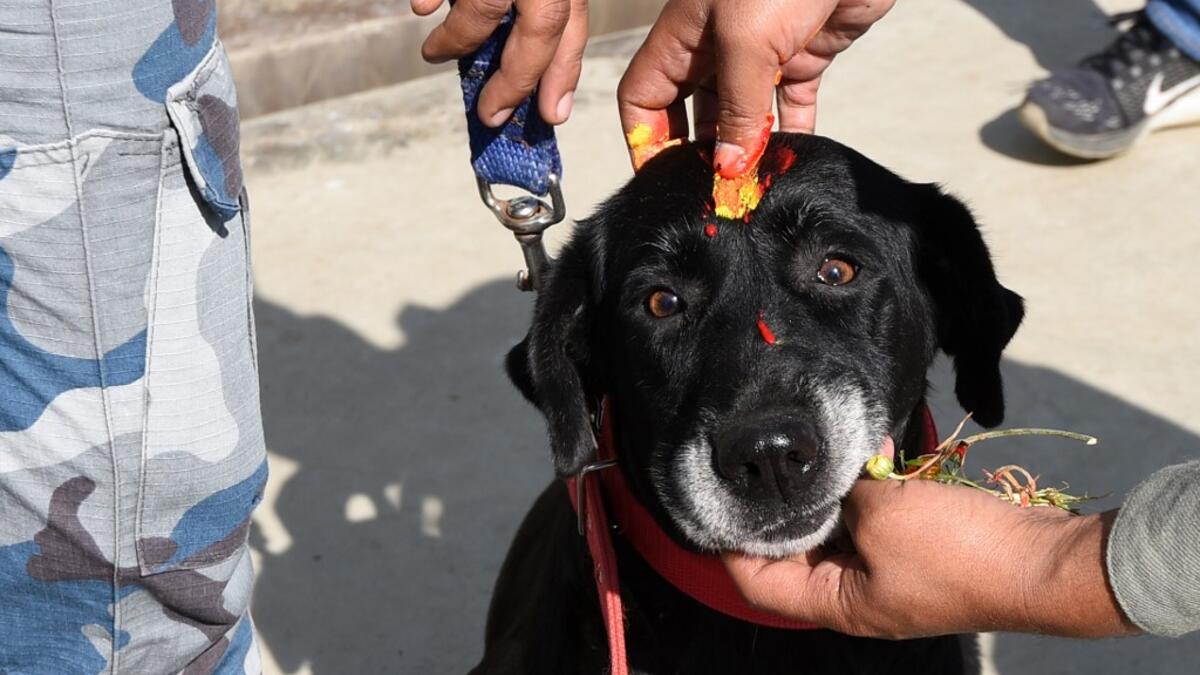 Nepal Armed Police personnel apply vermilion and flower garlands to a police dog during an event to mark the Hindu Tihar festival also known as Diwali at the Armed Police Dog Training School in Kathmandu on October 27, 2019. Tihar, as the Hindu festival of Diwali is known locally, sees Nepalese offering blessings to dogs, which according to Hindu tradition are the messengers of Yamraj, the god of death. PRAKASH MATHEMA / AFP