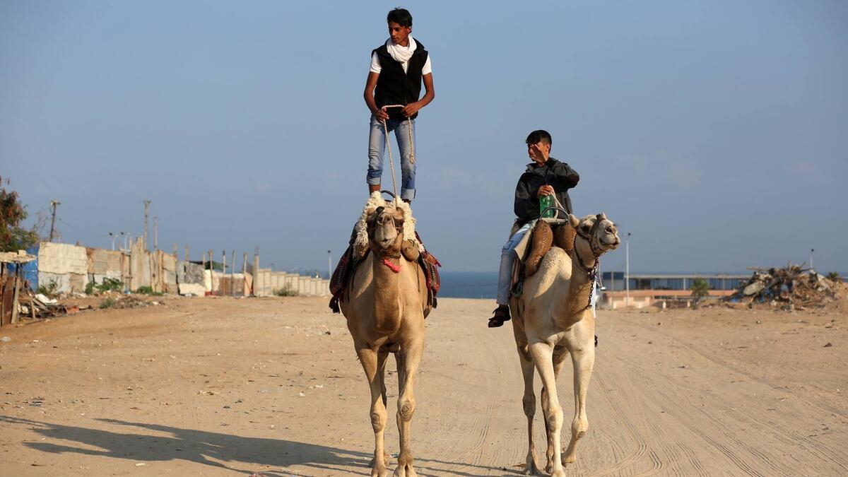Palestinian youths riding camel (Twitter)