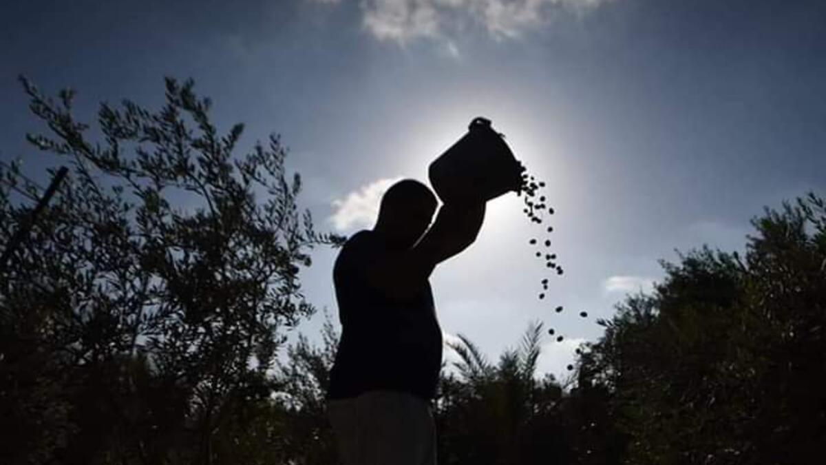 Palestinian farmers picking olives in Gaza as the olive harvest season starts in Palestine (Twitter)