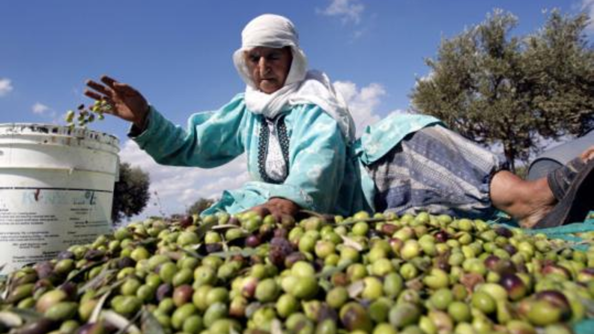 The Palestinian Ministry of Agriculture in Gaza held a festival to announce the beginning of olive harvest season (Twitter)
