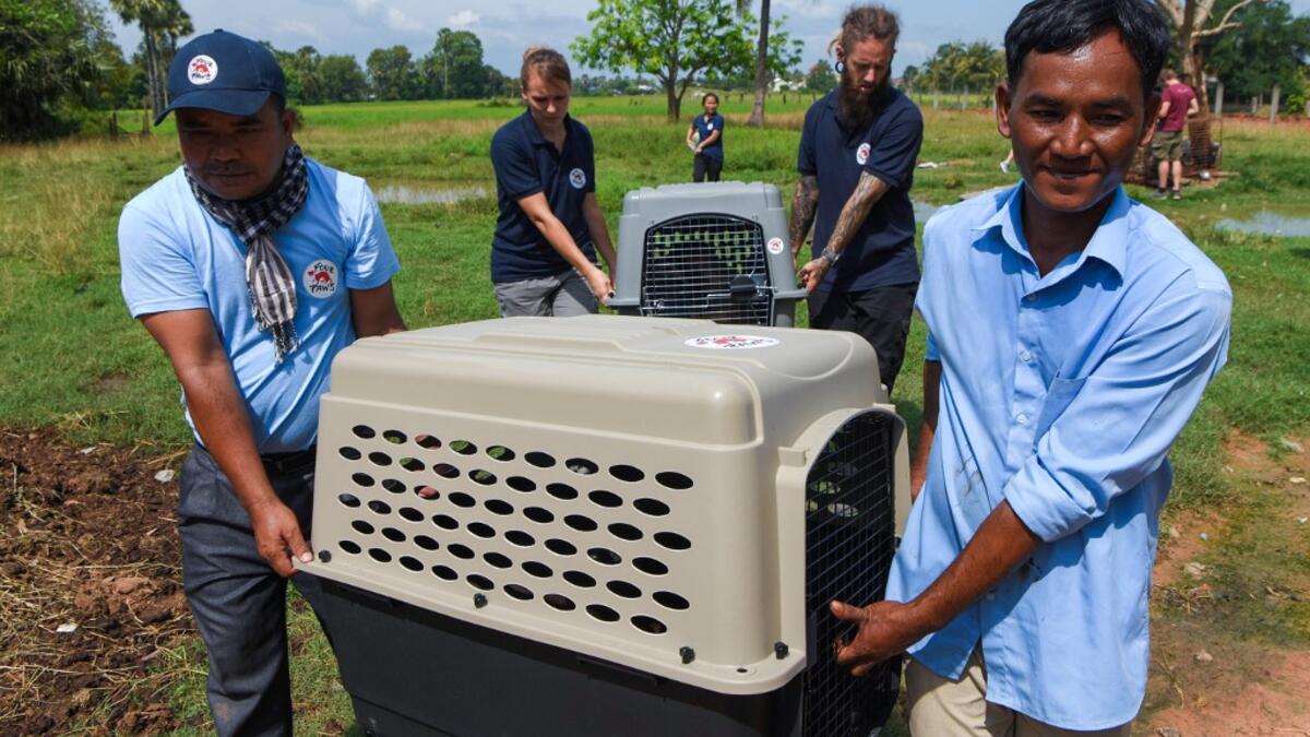 This photo taken on October 27, 2019 shows former restaurant owner Khieu Chan (R) and members of the non-governmental organisation (NGO) Four Paws team carrying dogs during an operation to rescue dogs from the slaughterhouse in Takeo province. Cambodian dog meat traders drown, strangle and stab thousands of canines a day in a shadowy but sprawling business that traumatises workers and exposes them to deadly health risks like rabies. TANG CHHIN Sothy / AFP
