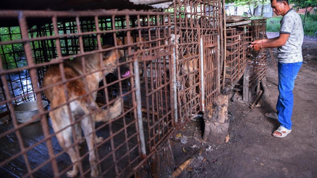 This photo taken on October 25, 2019 shows a man locking a cage full of dogs at a slaughterhouse in Siem Reap province. Cambodian dog meat traders drown, strangle and stab thousands of canines a day in a shadowy but sprawling business that traumatises workers and exposes them to deadly health risks like rabies. TANG CHHIN Sothy / AFP